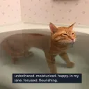The Pools of Serenity