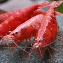 shrimpY