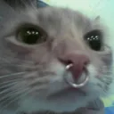 The Cat Cavern