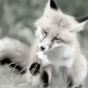 დ .•* 𝗙𝗨𝗥𝗦 𝗠𝗢𝗢𝗡𝗟𝗜𝗚𝗛𝗧 *•.დ