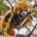 Bamboo Jungle [Flaming Galaxy Backup Server] Discord Server Icon