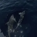 𝐌𝐎𝐎𝐍𝐋𝐈𝐓 𝐎𝐂𝐄𝐀𝐍 [𝐏𝐋]