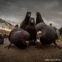 Pigeon Hub