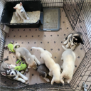 ꔠ🌲Creative Kennel ∿ Discord server icon