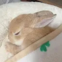🐰's server