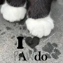 The Pawdo 🎄💗's icon