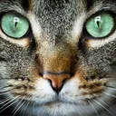 ImNotCat's Portfolio