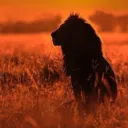 Into The Savannah