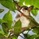 American Marsupials of the Americas