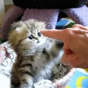 C̶a̶n̶d̶y̶L̶a̶n̶d̶ 13+ Discord Server Icon