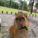 Capybara-cafe
