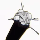 Arkana Discord server icon