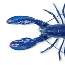 [F.P.R.] 가재서버 Discord server icon