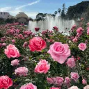 Rose Garden 🍃 discord icon