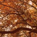 ➷　　🍁　　︵          Maple