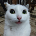 Discovery icon for Niall’s Bar Discord server