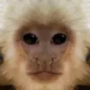 🐒Chill Apes🐒