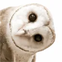 pdar Discord server icon