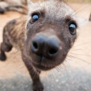 Cherrynobyl Discord server icon