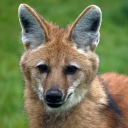 Maned Wolves
