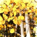 ⌤　　⋯　　/aspen　　┼