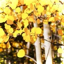 ⌤　　⋯　　/aspen　　┼