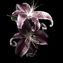 Lillies