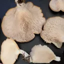 Salem Foraging