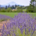 The Lavender Garden