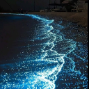 𓇼 ⋆.˚ 🪼  𝑺𝒊𝒓𝒆𝒏𝒔 𝑪𝒐𝒗𝒆 Discord server icon