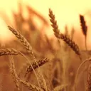 Harvestagain