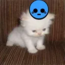 Profesyonel Devrimciler