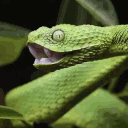 Tower of Basilisks