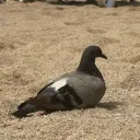 Flappy Bird