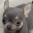 Servidor de talentos Discord server icon