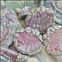 𓎢𓎟𓎡 ⸝⸝ 𝑯𝒊𝒃𝒊𝒔𝒄𝒖𝒔 𝑯𝒂𝒗𝒆𝒏  .ᐟ  𝜗🧿𝜚