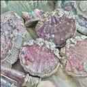 𓎢𓎟𓎡 ⸝⸝ 𝑯𝒊𝒃𝒊𝒔𝒄𝒖𝒔 𝑯�... Discord Server Icon