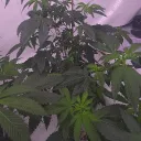 Growers 'N' Show'ers