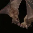 𓈒  ۫ ྐ𐂯   B a t B o n e s  🦇