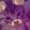 Meowowow