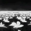 Shadow Horizon