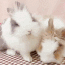 ノ 𑣲 𝖻υᥒყ ˚   ݁ 𝜗ৎ  ﹐   ꒰  𝗂𝖼𝗈𝗇𝗌 ﹒ 𝗉𝖺𝗋𝗍𝗇𝖾𝗋   ﹒♡﹒   ꒱ Discord server icon