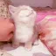 ,ᴄᴜᴛᴇ ᴋɪᴛᴛᴇɴs,