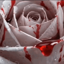 🌹Blood Rose🌹
