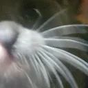 Uh.. hang out, uhm