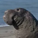 Elephant Seal Territory