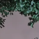 Team tree