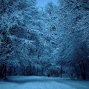 The Snowy Forest