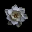 𓇼 ℛ𝒂𝒗𝒆𝒏𝒎𝒐𝒐𝒓𝒆ֶָ֢  𝓐𝐜𝐚𝐝𝐞𝐦𝐲 𓏵 𝐑𝐎𝐋𝐄𝐏𝐋𝐀𝐘  ゛