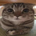 Thế Giới Loài Mèo Discord server icon